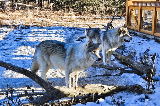 Transfer to Canmore & Banff: Yamnuska Wolfdog Sanctuary Tour - Town time in Canmore and Banff, plus what to do with your photos