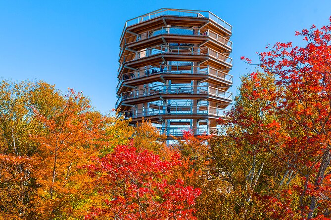 Treetop Observatory and Walk - Tickets, Mobile Entry, and How the Fast Queue Helps