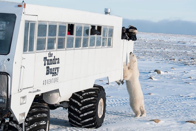 Tundra Buggy Autumn Day Tours - Key Points Before You Go