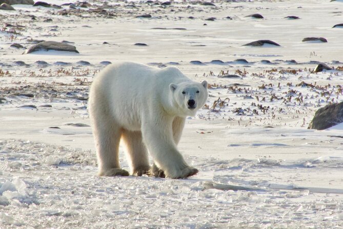 Tundra Buggy Autumn Day Tours - Churchill in Autumn: Why This Timing Works