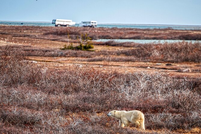 Tundra Buggy Autumn Day Tours - Lunch and Refreshments: A Small Detail That Changes Everything