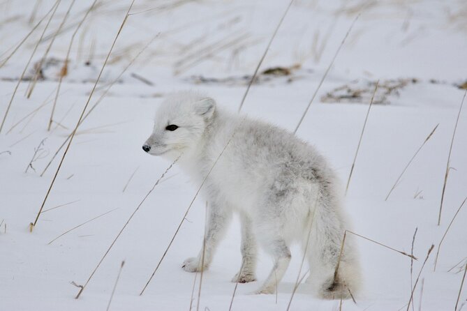 Tundra Buggy Autumn Day Tours - Price and Value at $414.97: What You’re Actually Paying For