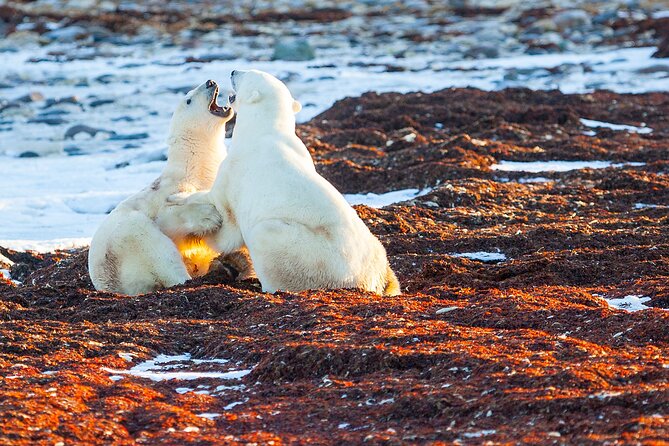 Tundra Buggy Autumn Day Tours - Riding the Tundra Buggy: Comfort, Windows, and Washroom Reality