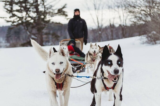 Ultimate Dog Sledding Tour - Day trip from Ottawa & Gatineau - Key Points to Know Before You Go