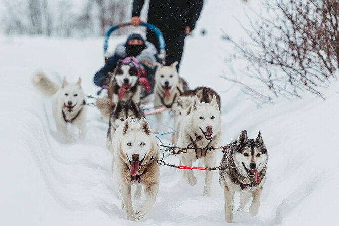 Ultimate Dog Sledding Tour - Day trip from Ottawa & Gatineau - Ottawa and Gatineau Pickup, Then Straight Into Winter Fun