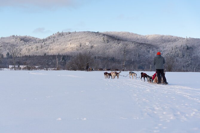 Ultimate Dog Sledding Tour - Day trip from Ottawa & Gatineau - Price and Value: Why $213.55 Can Be Worth It