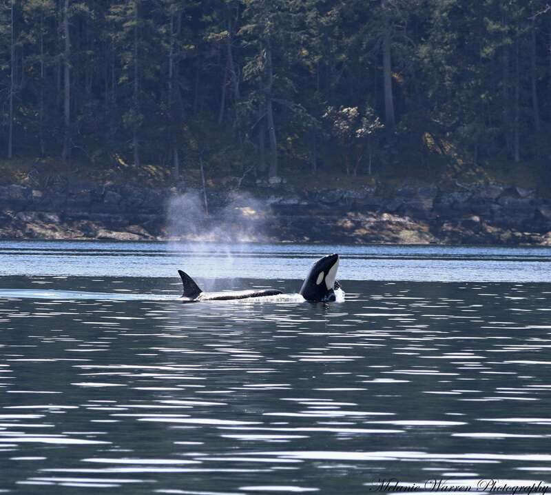 Vancouver, BC: Whale Watching Tour Small Zodiac with Guide - The wildlife you should watch for, and how to spot it