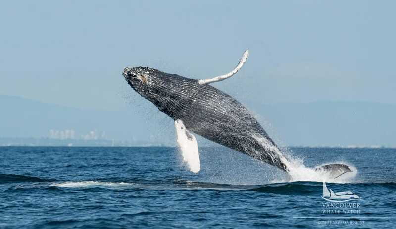 Vancouver, BC: Whale Watching Tour Small Zodiac with Guide - A realistic 3 to 5 hour flow on the water