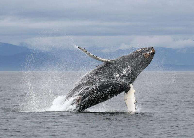 Vancouver, BC: Whale Watching Tour with Guide - The Boat Matters: Modern Speed, Washroom Access, and Provided Windbreakers