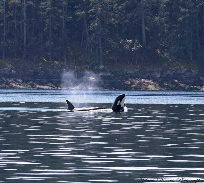 Vancouver, BC: Whale Watching Tour with Guide - On the Water: Where You’ll Look and What Wildlife Moments Feel Like