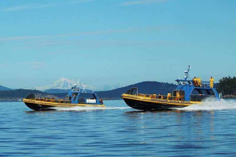 Vancouver, BC: Whale Watching Tour with Guide - The Naturalist Guidance: Live Commentary That Turns Sightings Into Stories