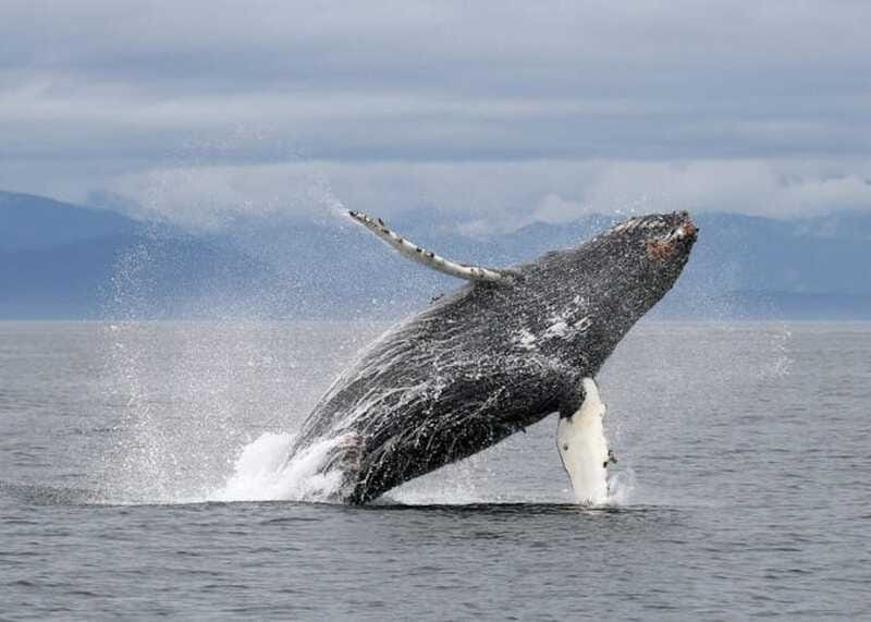 Vancouver, BC: Whale Watching Tour with Guide - What You Eat and Drink While You Wait