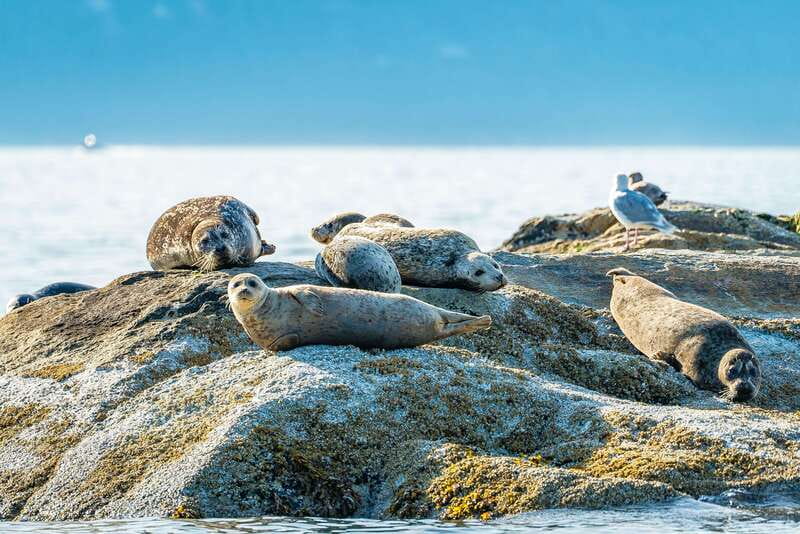 Vancouver: Boat to Bowen Island on UNESCO Howe Sound Fjord - Lighthouse Park and protected forest walks