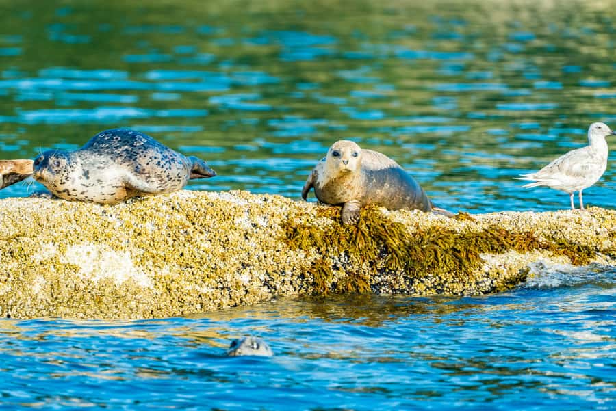 Vancouver: City and Seal Boat Tour - Seal Colony Spotting by the Waterline