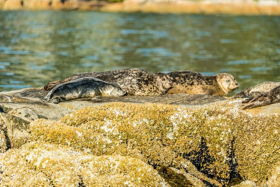 Vancouver: City and Seal Boat Tour - Back Into False Creek: Why the Timing Works
