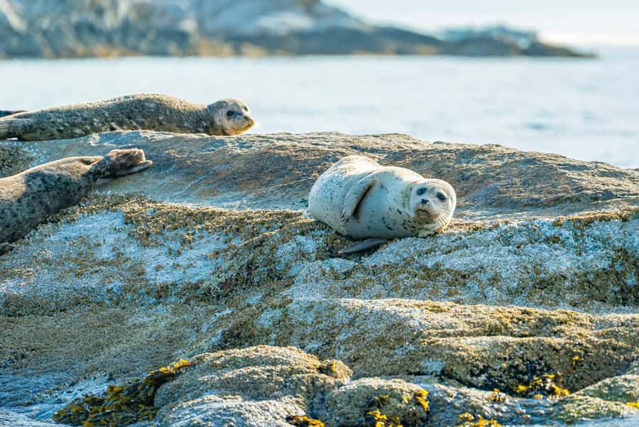 Vancouver: City and Seal Boat Tour - Price and Value: What $71 Buys You