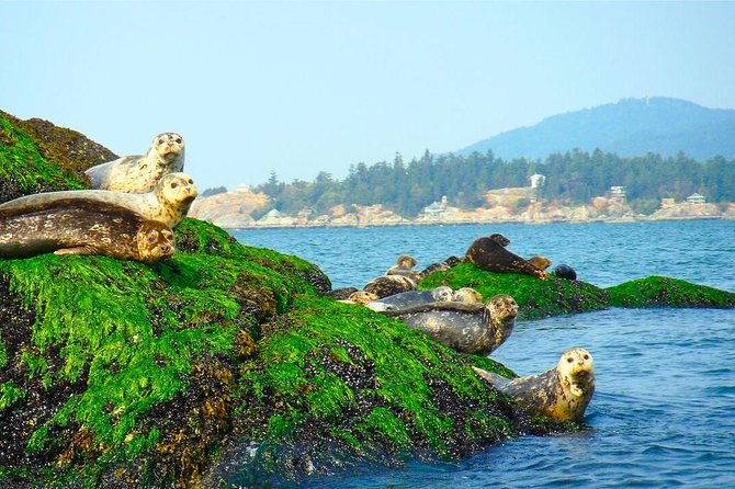 Vancouver City and Seal Colony Scenic Boat Tour - English Bay to Stanley Park, plus Lions Gate Bridge views