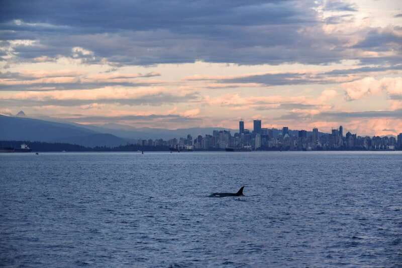 Vancouver: Covered Whale Watching Adventure with Free Photos - Key Things That Make This Whale Watch Worth Your Time