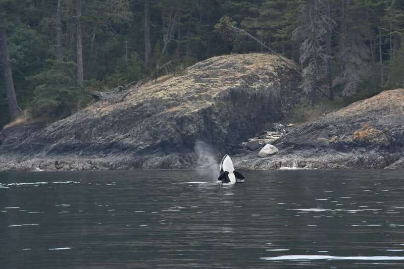 Vancouver: Covered Whale Watching Adventure with Free Photos - Family-Friendly Nature Education, Not Just a Sightseeing Trip