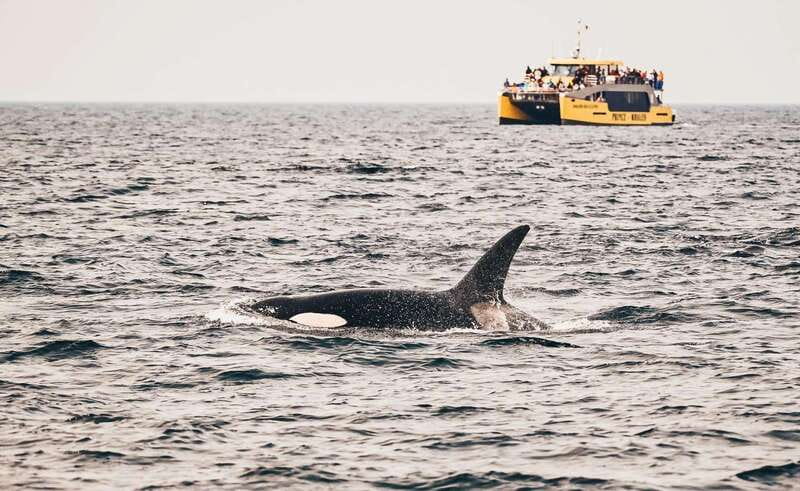 Vancouver: Covered Whale Watching Adventure with Free Photos - What the Crew Looks For While You Learn the Strait of Georgia