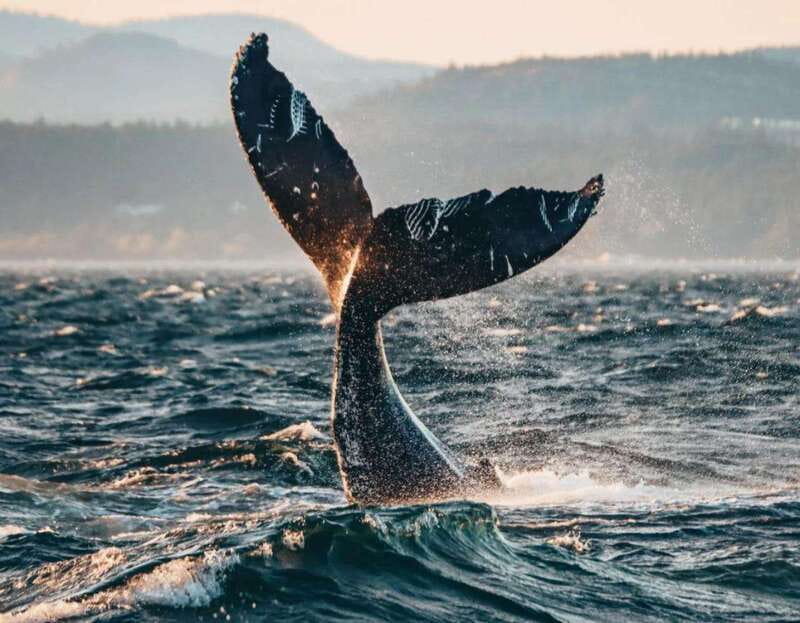 Vancouver: Covered Whale Watching Adventure with Free Photos - Half-Day Versus Sunset Tours: Choosing the Best Light and Vibe