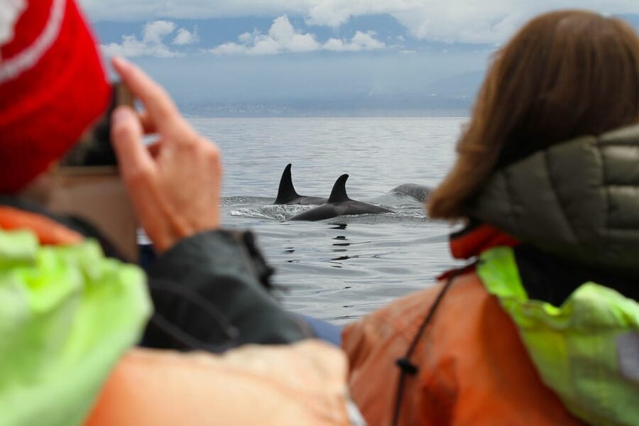 Vancouver: Day Trip to Victoria Seaplane with Whale Watching - Should you book this Vancouver seaplane and Victoria whale-watching day trip?