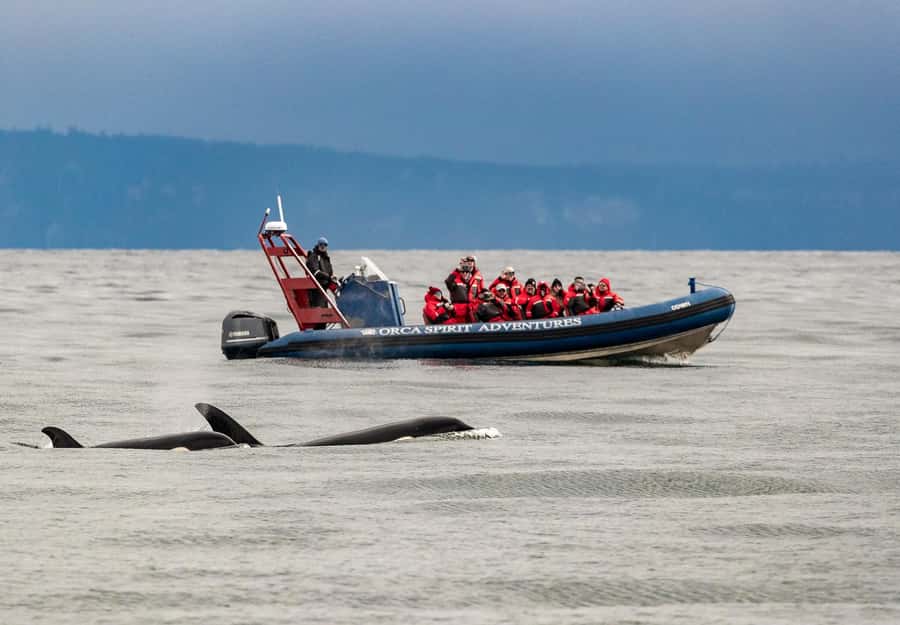 Vancouver: Day Trip to Victoria Seaplane with Whale Watching - The Victoria break: free time you can use without stress