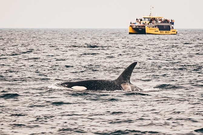 Vancouver Half-Day Whale Watching Adventure with Free Photos - Key things I’d clock before you book
