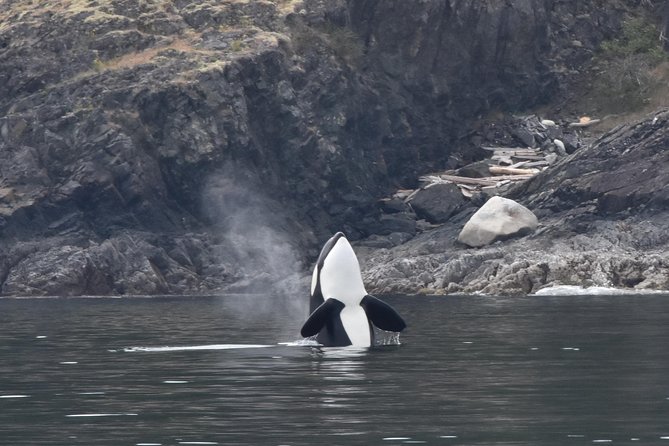 Vancouver Half-Day Whale Watching Adventure with Free Photos - Prince of Whales whale watching on the water: how the crew turns spotting into stories