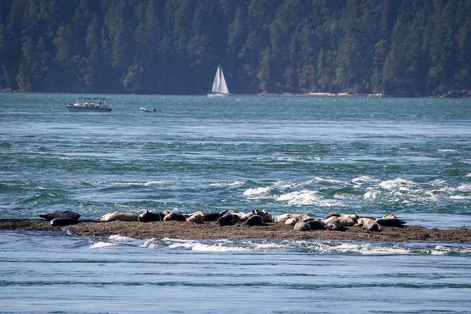 Vancouver Half-Day Whale Watching Adventure with Free Photos - What you might see beyond whales, and why that still makes the day