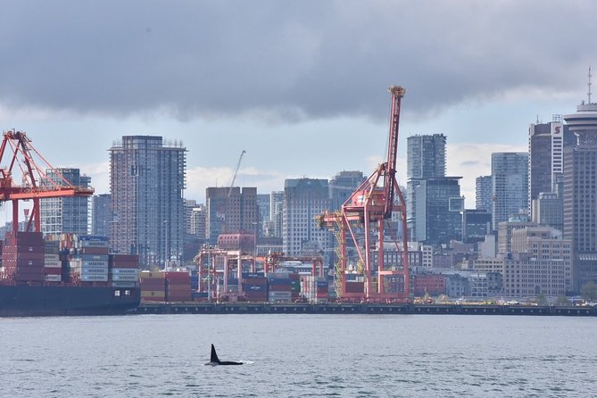 Vancouver Half-Day Whale Watching Adventure with Free Photos - Who this tour suits best, and who might prefer a different style