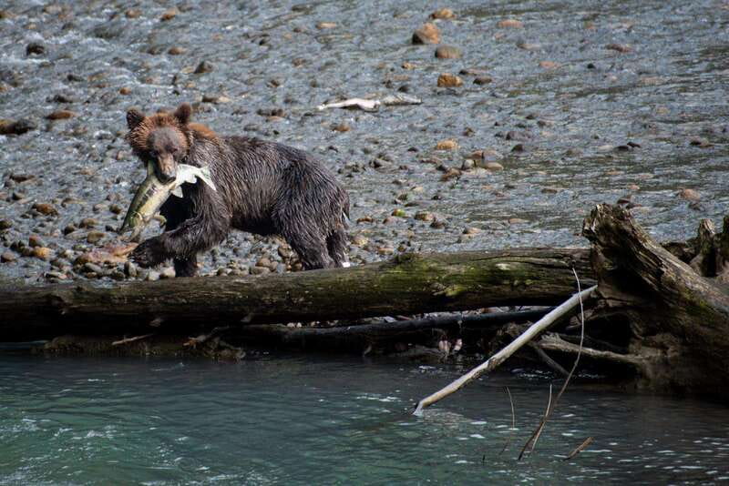 Vancouver Island: Full-Day Grizzly Bear Tour at Toba Inlet - Key things that make this tour worth a full day