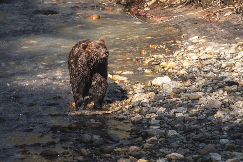 Vancouver Island: Full-Day Grizzly Bear Tour at Toba Inlet - The boat ride: scenic travel with marine wildlife as your moving target