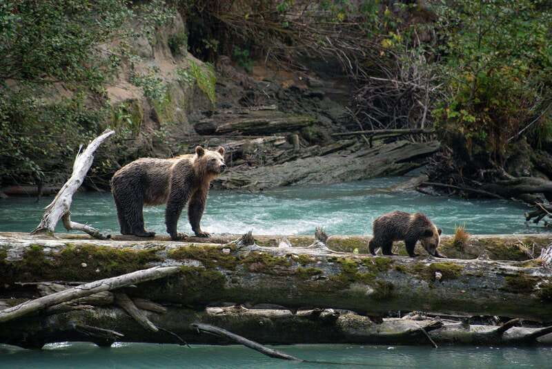 Vancouver Island: Full-Day Grizzly Bear Tour at Toba Inlet - Grizzly bear viewing on land with a Klahoose First Nation guide
