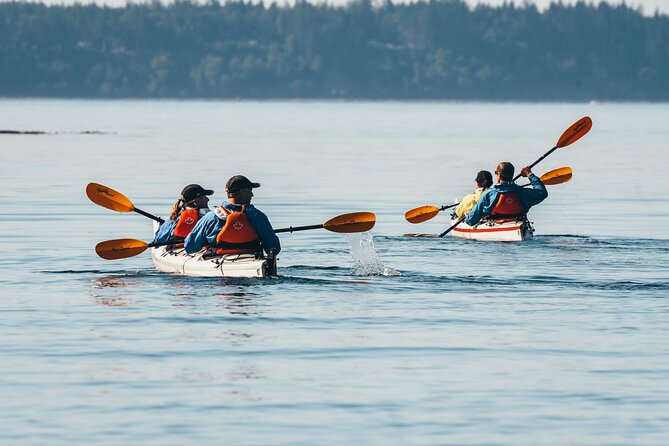 Vancouver Island: Full-Day Kayak Tour from Telegraph Cove - Afternoon paddling and interpretation: the day’s “second act”