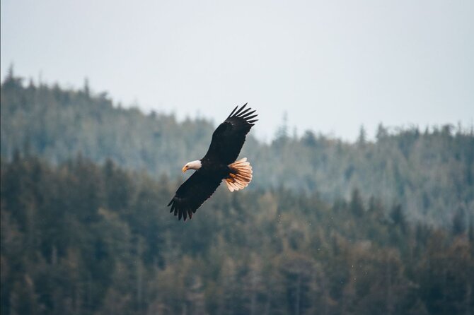 Vancouver Island: Full-Day Kayak Tour from Telegraph Cove - A couple of smart add-ons if you’re staying nearby
