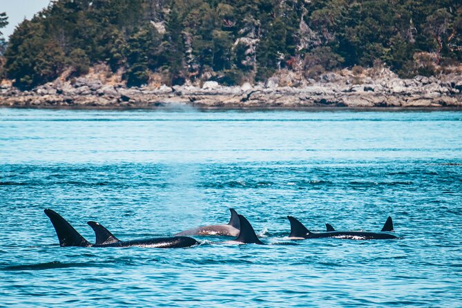 Vancouver Island: Half-Day Kayak Tour from Telegraph Cove - Wildlife sightings, the good odds, and the honest limits