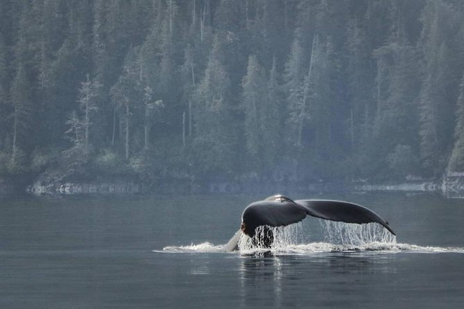 Vancouver Island Half-Day Whale Watching Tour - Telegraph Cove - Telegraph Cove departure: a 3-hour plan that respects your time