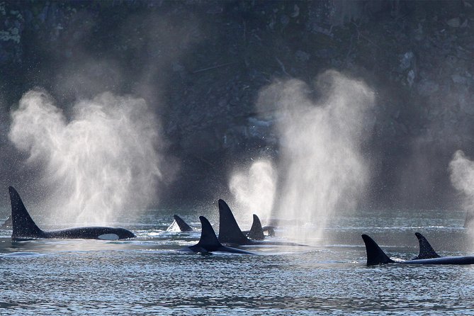 Vancouver Island Half-Day Whale Watching Tour - Telegraph Cove - Best fit for families, couples, and first-time whale watchers