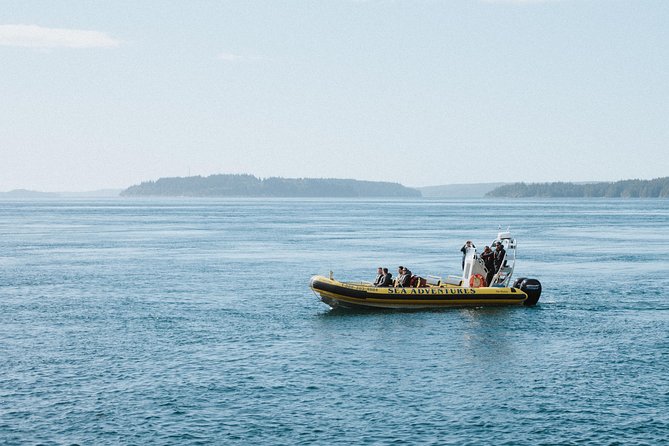 Vancouver Island Zodiac Whale Watching Adventure - Telegraph Cove - Telegraph Cove and a Zodiac Boat: Why This Setup Works