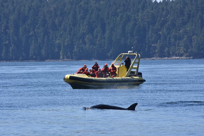 Vancouver Island Zodiac Whale Watching Adventure - Telegraph Cove - Guide and Captain Commentary: Why Scotty’s Name Pops Up