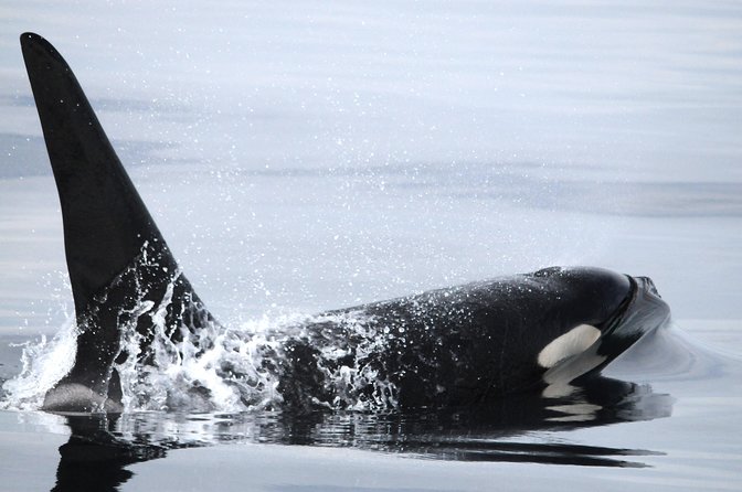 Vancouver Island Zodiac Whale Watching Adventure - Telegraph Cove - Price and Value: Is $169.54 Smart for This Kind of Ride?