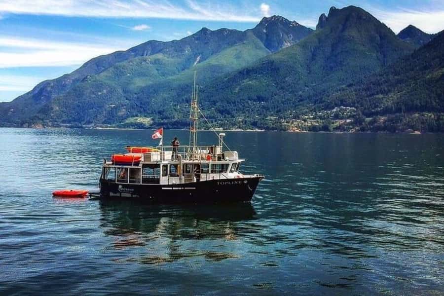 Vancouver: Morning Kayak & Seal Cruise - Why Howe Sound Makes This Kayak-Seal Combo Work
