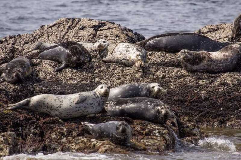 Vancouver: Morning Kayak & Seal Cruise - The Wildlife Search in Calm Howe Sound Waters