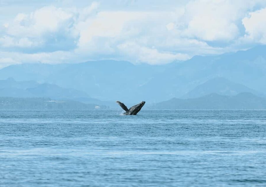 Vancouver: Open-air Whale Watching Tour, Granville Island - How the Naturalist Turns Sightings Into Species Skills