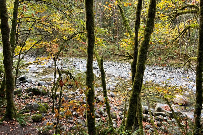 Vancouver Rainforest Hike with Waterfalls, Suspension Bridge, Old Growth Forest - Stop 2: Twin Falls, Old-Growth Forest, and Creekside Quiet