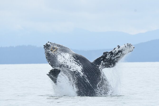 Vancouver's Intimate West Coast Whale Watching Experience - Key things to know before you set sail