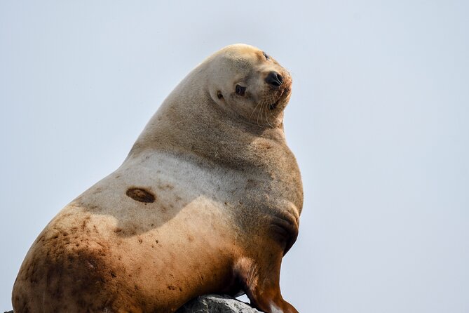 Vancouver's Intimate West Coast Whale Watching Experience - Getting there and how the day actually runs