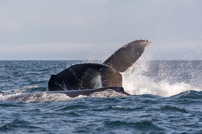 Vancouver's Intimate West Coast Whale Watching Experience - The whale-spotting part: what you’re looking for, and why you’ll care