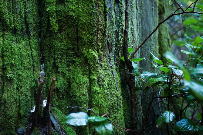 Vancouver Secrets of Stanley Park Walking Tour - Stop 2: Deadmans Island, Hidden Cemeteries and Smallpox Stories